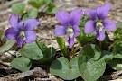 -native wildflower which tends to favour woods, thickets and stream banks.
-heart-shaped leaves and large blue-violet flowers (sometimes yellow or white)