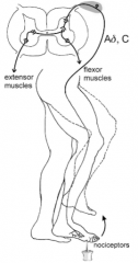 Full expression of flexion withdrawal reflex involves contralateral extension for increased postural support (mainly in legs)

Commissural interneurons carry signal to contralateral spinal cord

The only way the other leg to know what to do, the ...