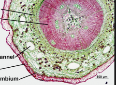 -note appearance of rings (result of secondary xylem growth)