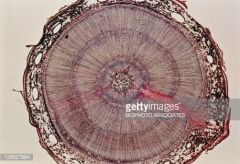 -note appearance of rings (result of secondary xylem growth)