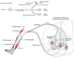 Presynaptic inhibition of afferent or interneuronal terminals is main mechanism for regulating and switching reflex effects

When on route to a motor nucleus is inhibited, another can be disinhibited