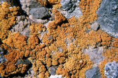 Name that lichen growth form! What phylum does the fungi come from?
