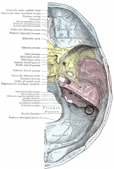 Posterior meningeal artery 
Small branch for optic artery 
Mastoid emissary vein. 