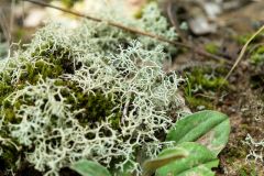 Name that lichen growth form! What phylum does the fungi come from?