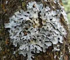 Name that lichen growth form! What phylum does the fungi come from?
