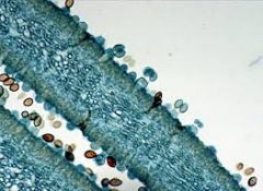 -identify basidiospores and basidia