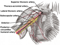 Superior thoracic artery 
Thoraco-acromial artery 
Lateral thoracic artery
Subscapular artery
Anterior humeral circumflex artery
Posterior humeral circumflex artery