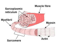 Jokaista lihassyytä ympäröi ohut sidekudoskalvo. Lihassyyt muodostavat kimppuja, joita ympäröi hieman paksumpi kalvo. Lihas muodostuu useista tälläisistä lihassyykimpuista ja sitä ympäröi faskia. Lihassyiden sisällä on myofibrillejä....