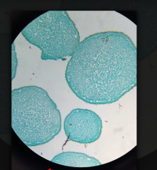 -identify basidia and basidiospores