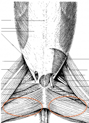 M. gracilis


 


Origo: Symphysis pelvina


Insertio: Loppupään aponeuroosi sulautuu yhteen fascia cruriksen kanssa 


 


- Raajan adduktio