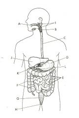 Label a diagram of the Digestive System:
