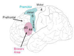 Set of regions projecting into motor cortex (but also with parallel routes to motor nuclei)

Select motor cortical synergies into proper sequence for a given movement

Pattern generation role for learned, highly evolved movement

Different premot...