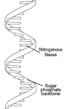 1. While DNA is a double helix RNA is a ________