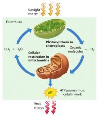 The statement implies that cellular respiration does not occur in plant cells. In fat, almost all eukaryotic cells use cellular respiration to obtain energy for their cellular work. 
 
Photosynthesis and respiration are reactions that complement e...