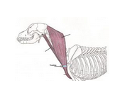 Insertion of the brachiocephalicus muscle.


 