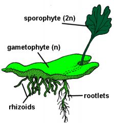 A diploid stage for an alga or plant. When haploid egg meets haploid sperm, they make a zygote sporophyte, which has both sets of chromosomes. 