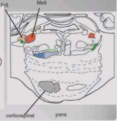 In pons, motor nucleus of trigeminal nerve is medial to principal nucleus of trigeminal nerve