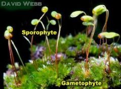 The haploid stage in the alternation of generations, it comes from a sporophyte and produces gametes that will eventually make new sporophytes