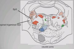 Tract of spinal trigeminal nucleus is lateral to nucleus