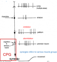 Will lead to activation of CPGs via premotor neurons and activation of motor synergies as the result