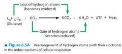 The location of hydrogen atoms: