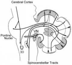 Receives most of input

Cortex is heavily folded into folia

Auditory and visual inputs goes to the cerebellum

Spinocerebellar pathway is the somatosensory input but particularly vestibular input to the structure known as vermis