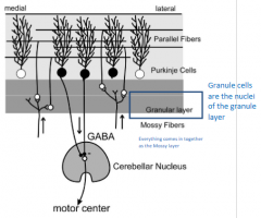 There are three layers where the lower granular layer receives the inputs (via 'mossy fibers'

Inputs from spinal cord, brainstem and cerebral cortex and sensory (dynamic) and motor signals

Each input projects to a specific region but extensive o...