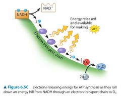 NADH is formed it delivers the electrons to a STRING of ELECTRON CARRIER MOLECULES, forming an electron transport chain (purple in image).