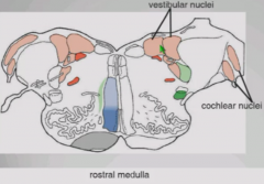 Cochlear nuclei and vestibular nucleus