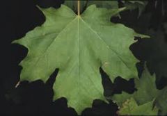 The leaves are opposite, simple, three to five inches long, broad, and usually five-lobed. The lobes are sparingly wavy-toothed 3-5 inches wide; 5lobed (rarely 3-lobed); bright green upper surface and a paler green lower surface; leaf margin witho...