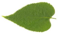 leaf widest at bottom. Leaves are alternate, simple, double-toothed with unequal leaf bases. rough leaves