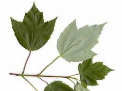 has leaves whose edges are not smooth, but are serrated. The leaves are 2 to 5 inches. Often triangular in shape, they have 3 to 5 lobes.3lobed (occasionally weakly 5-lobed); sharply V-shaped sinuses; small sharp teeth along


margin. Mature lea...