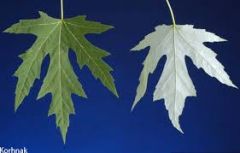 Leaves are opposite simple 5-7 inches wide; deeply clefted; 5-lobed with the sides of the terminal lobe diverging toward the tip; light green upper surface and a silvery white underside; leaf margin with fine teeth (but not the inner edges of the ...