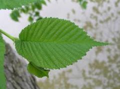 Leaves are alternate, simple, double-toothed with unequal leaf bases. The leaves of slippery elm are alternate in arrangement, usually broadest below or near the middle, tapering abruptly into a long narrow point. The base of the leaf is rounded a...