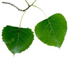 Leaves are alternate, simple, single toothed, triangle shaped. alternate simple leaves, 3-5 inches long, triangular in shape, with coarse, curved teeth and a flattened petiole.