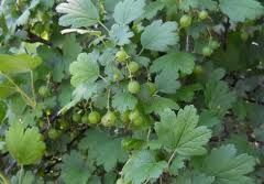 from the groups of rounded, deeply crenated 3 or 5 lobed leaves. palmately lobed, alternate, spikes on branches, rounded teeth on leaf margin