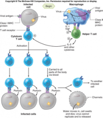 Activated cytotoxic T Cells destroy infected host cells by releasing perforin or by triggering the infected cell to undergo apoptosis (programmed cell death).