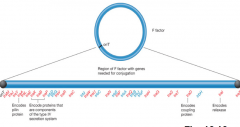 The F (Fertility) Factor of


Escherichia coli is a well-studied example of a conjugative plasmid