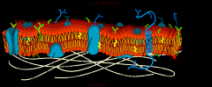 Apresenta um mosaico de moléculas proteicas que se movimentam em uma dupla camada lipídica (mosaico fluído).