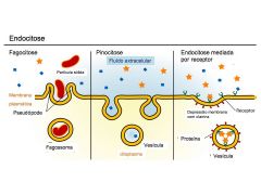 Na fagocitose, a célula ingere grandes partículas como micro-organismos e fragmentos de células através de uma evaginação de membrana (microvilosidades);


Na pinocitose, a célula ingere grandes líquidos e pequenas moléculas por meio de...