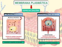 Ambas aumentam a absorção da membrana. As microvilosidades são usadas no processo de fagocitose e ocorrem no epitélio intestinal; já invaginações, nos canalículos renais para transporte da água reabsorvida dos rins.
