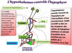 L'hypothalamus contrôle l’hypophyse 