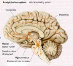 Send its projection up to the medial septial nuclei and basal nucleus of Meynert


These will send cholinergic projections to other parts of the brain


This begins at the level of the brain stem


In here, there is a group of neurons that come to...