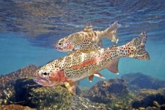 Trout is the common name for a number of species of freshwater fish...