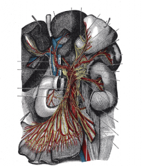 Superior mesenteric plexus of nerves