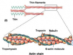 The balls are the actin molecules

Each actin molecule has a binding site for myosin. The binding with the myosin head normally does not occur unless there is Calcium

It is two polymerase/chains wound up together 
