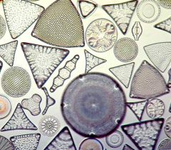 Diatoms, Protists