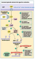 Lacks specialized receptor regions

Ca++is from the extracellular fluid and sacroplasmic reticulum 

Ca++ initiates a cascade ending with phophorylation of myosin light chain and activation of myosin ATPase

Steps:

1) Opening of calcium channel...