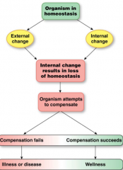 The process of maintaining a constant internal environment despite changing conditions