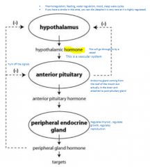 1) Hypothalamus will create hypothalamic hormone (this go through/in by a vessel as this is a vascular system)
2) Hypothalamic hormone interact with anterior pituitary (this can inhibit hypothalamus release of hypothalamic hormone) causing release...